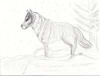 Winter wolf
